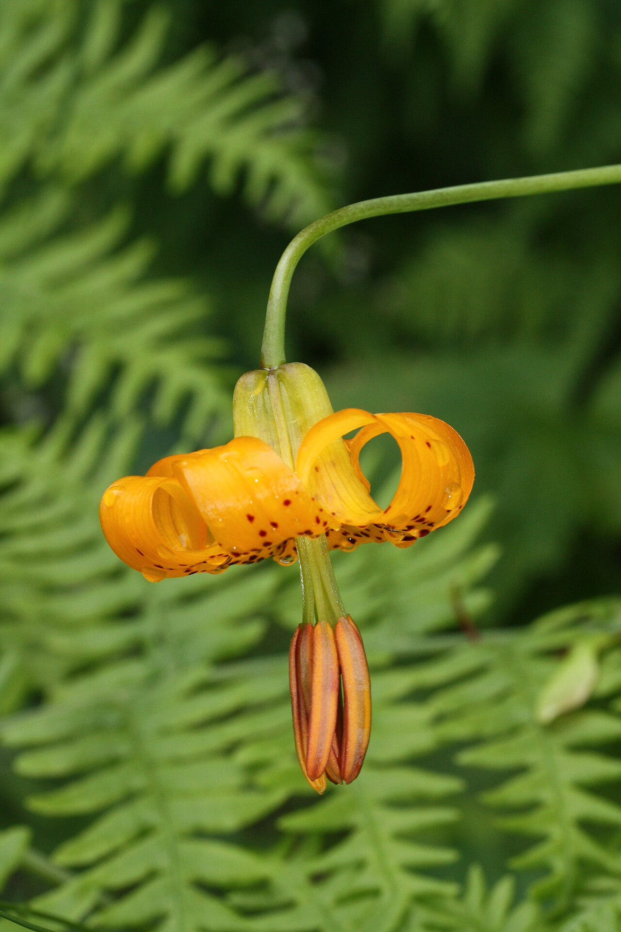 Lilium columbianum (Columbia Lily)