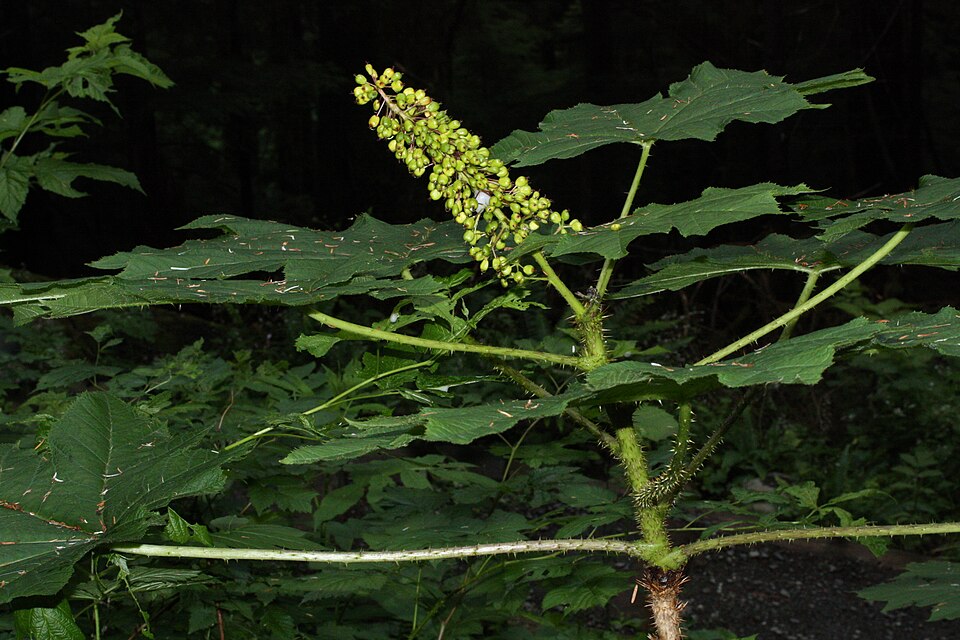 Oplopanax horridus (devil's club) (alternate view 8)