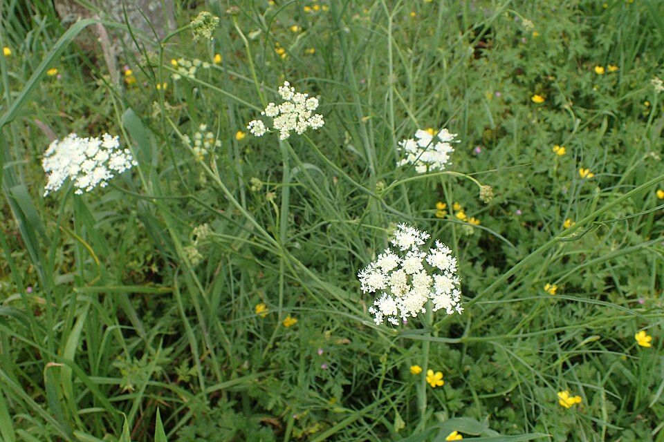 Oenanthe pimpinelloides (Corky-fruited Water-dropwort)
