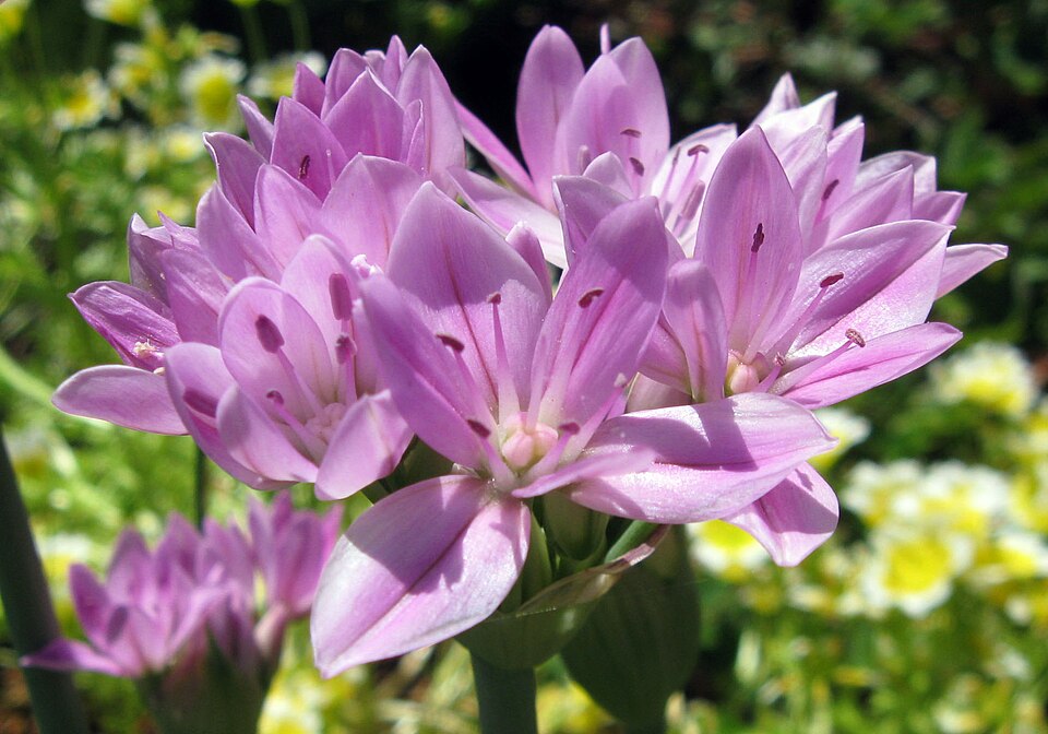 Allium unifolium (one-leaved onion) (alternate view 8)