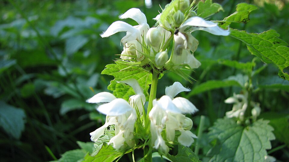 Lamium album (White deadnettle)