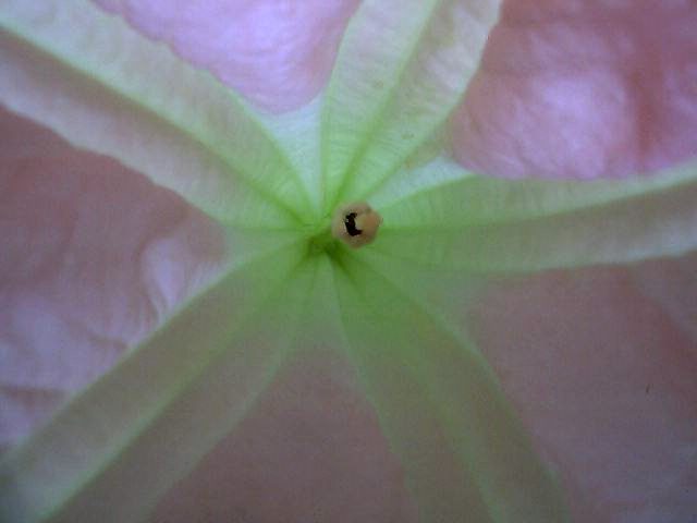 Brugmansia suaveolens (Angel's Trumpet) (alternate view 7)