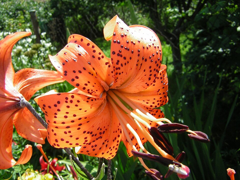 Lilium lancifolium (tiger lily) (alternate view 3)