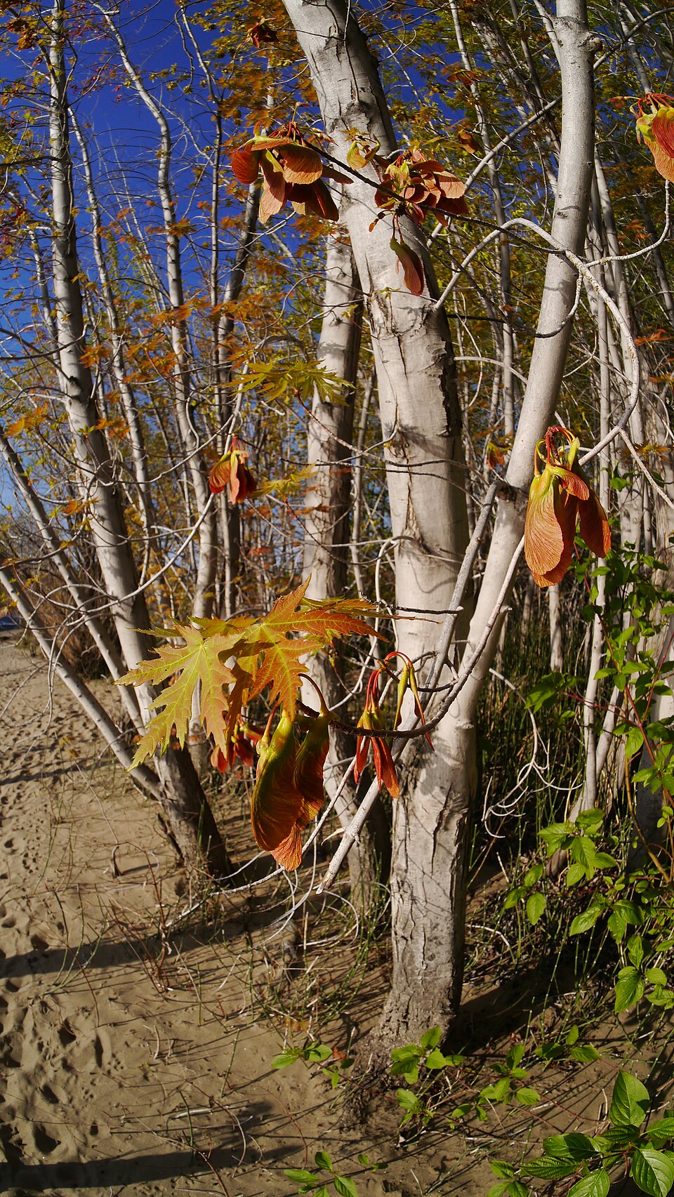 Acer saccharinum (silver maple) (alternate view 8)
