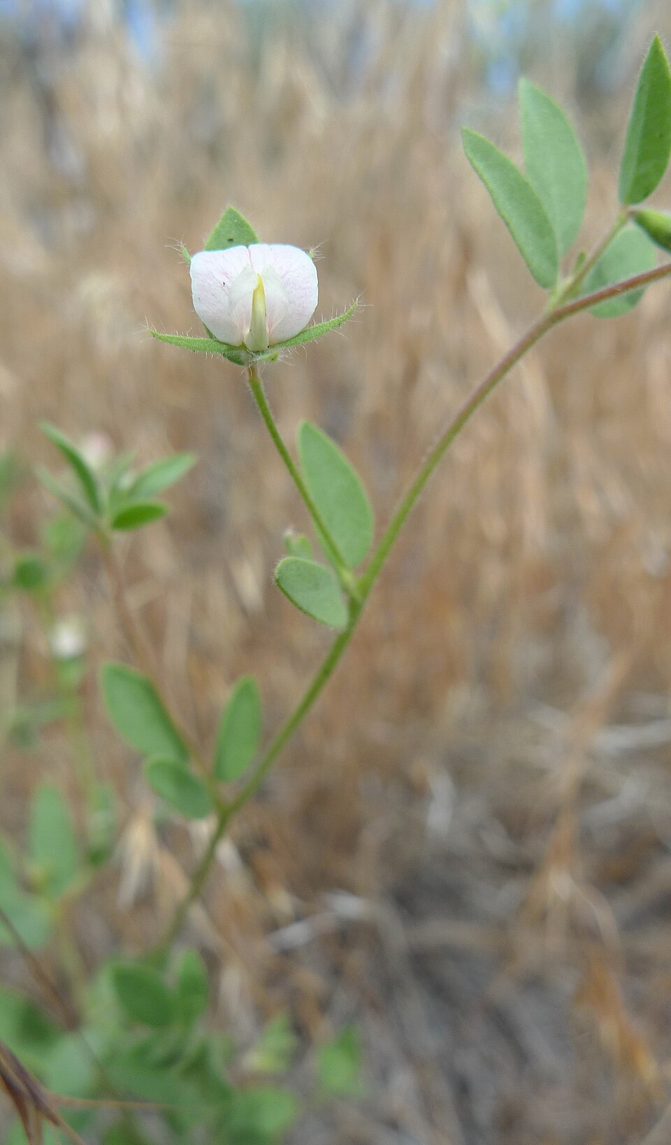 Acmispon americanus (Spanish clover) (alternate view 8)