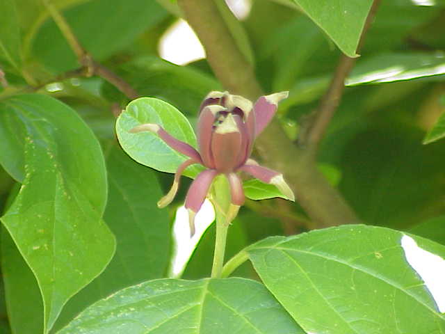 Calycanthus floridus (Carolina sweetshrub) (alternate view 6)