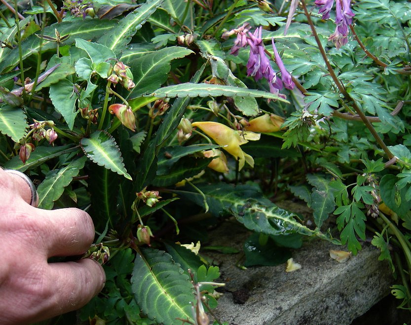 Impatiens omeiana (Golden Impatiens)