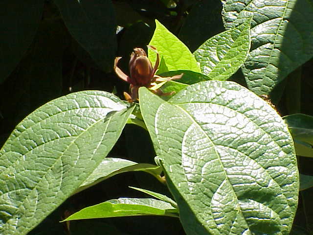 Calycanthus floridus (Carolina sweetshrub) (alternate view 7)