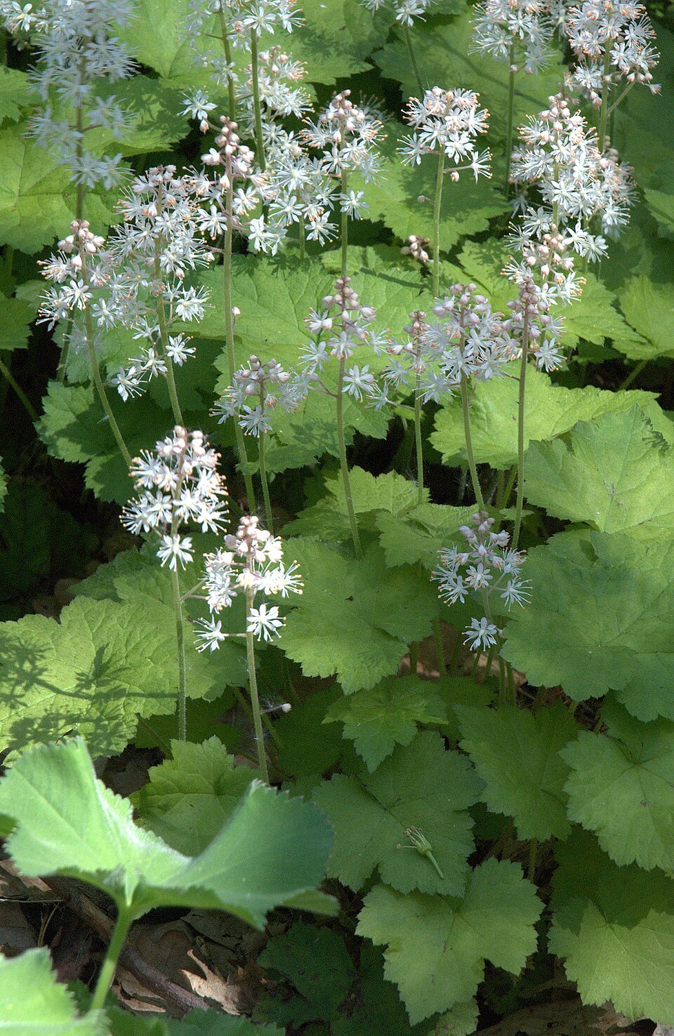 Tiarella cordifolia (Foamflower) (alternate view 8)