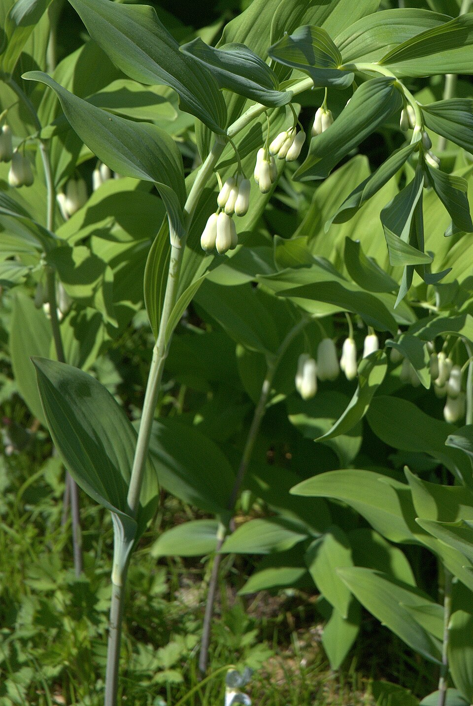 Polygonatum multiflorum (Solomon's-seal)