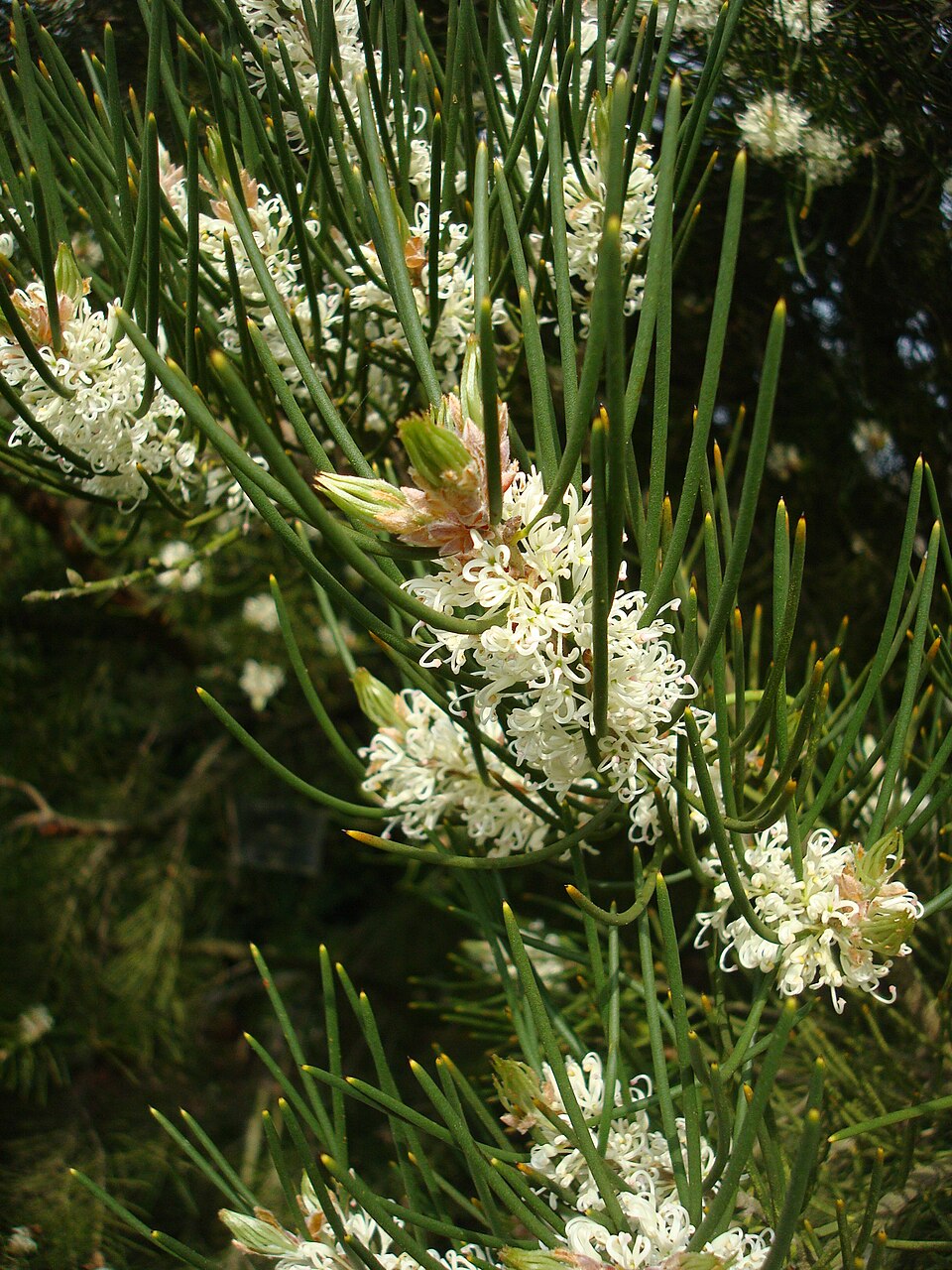 Hakea lissosperma (Mountain Needlewood) (alternate view 6)