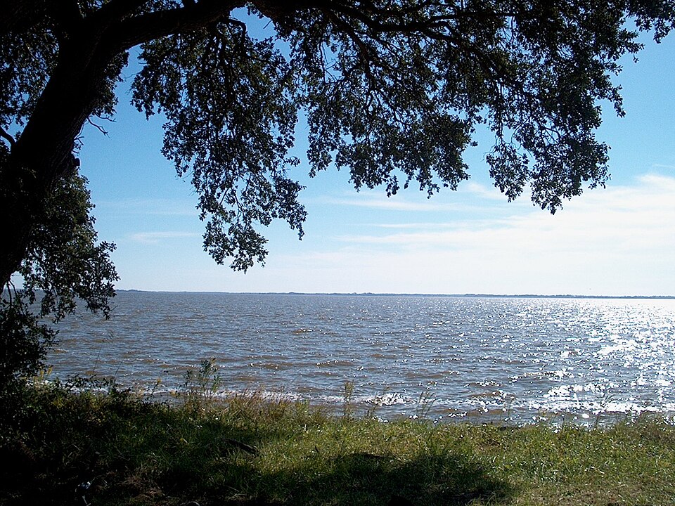Quercus virginiana (Southern Live Oak)