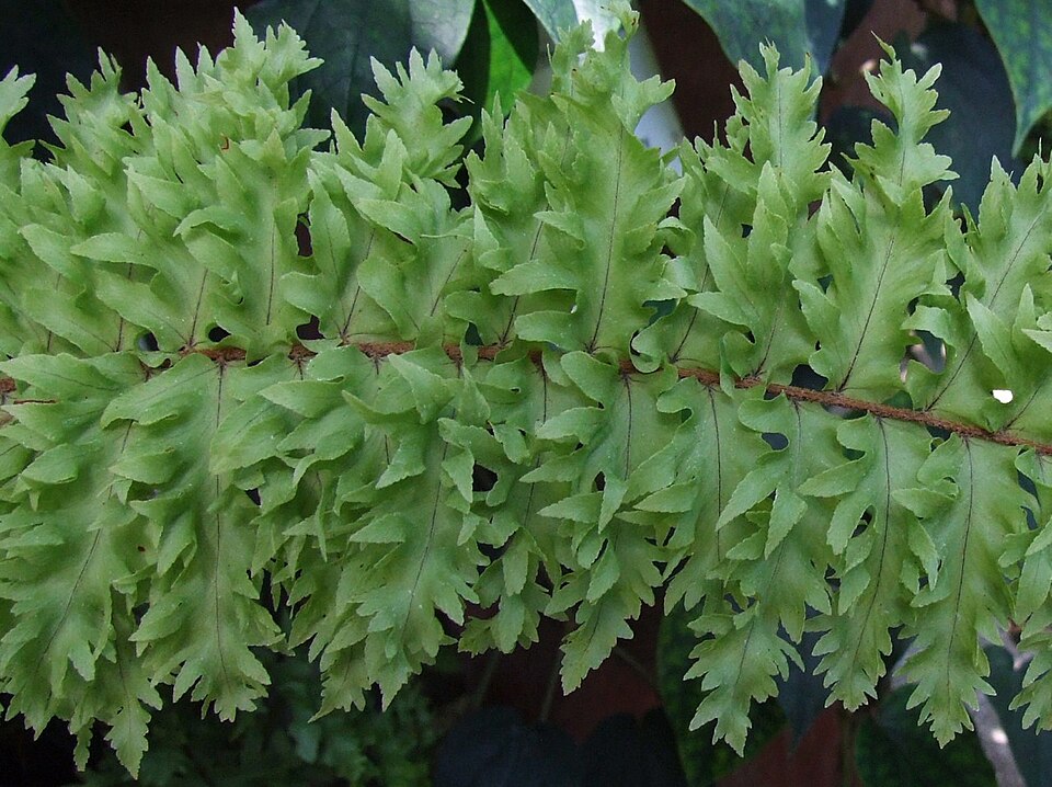 Nephrolepis exaltata (Boston Fern) (alternate view 5)