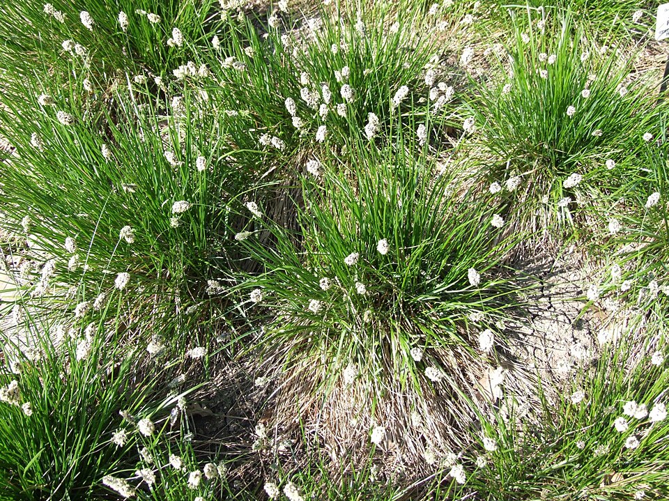 Sesleria heufleriana (alternate view 2)