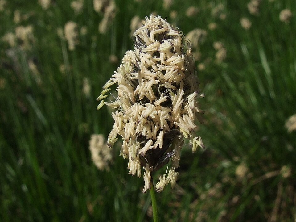 Sesleria heufleriana (alternate view 3)