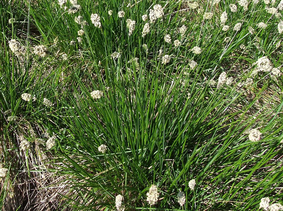 Sesleria heufleriana (alternate view 4)