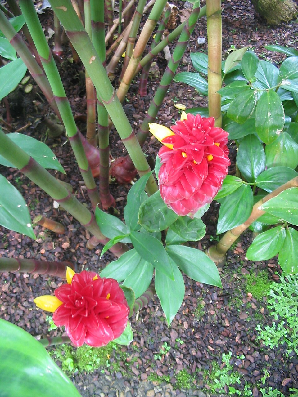 Costus (spiral gingers) (alternate view 4)