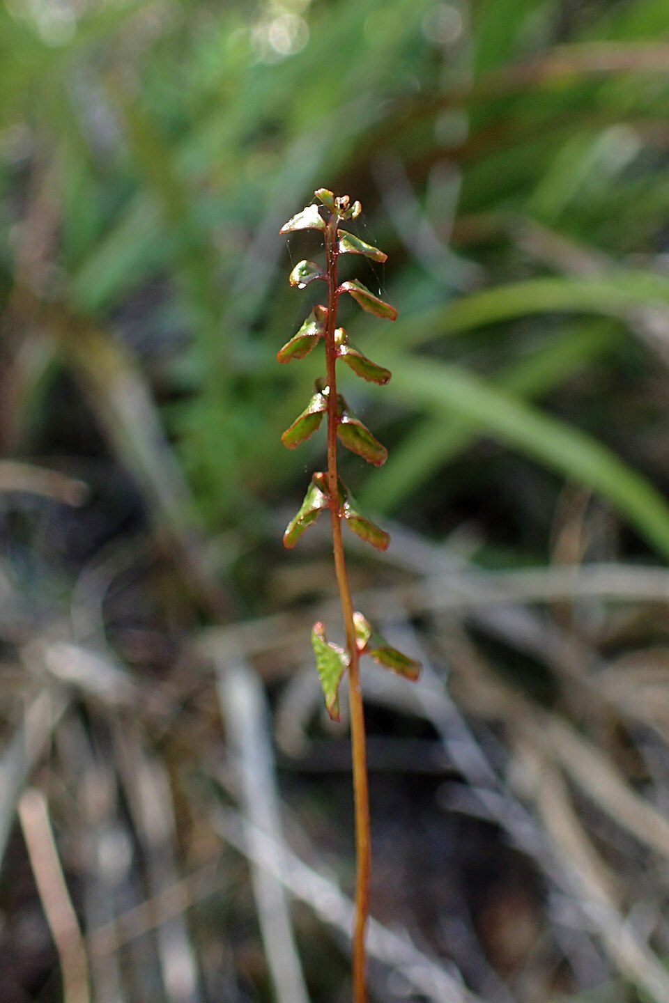 Lindsaea linearis (Screw Fern) (alternate view 10)