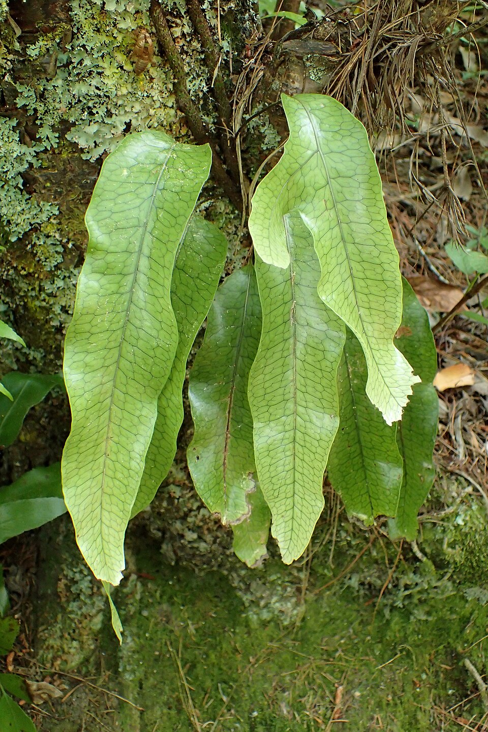 Microsorum pustulatum (hound's tongue fern) (alternate view 9)