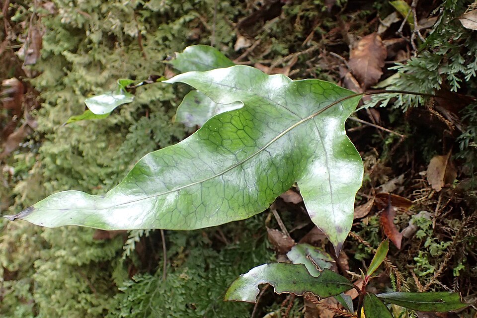Microsorum pustulatum (hound's tongue fern) (alternate view 10)