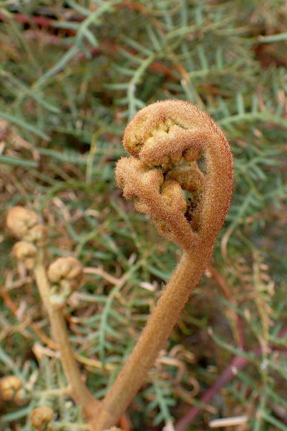 Pteridium esculentum (Austral Bracken) (alternate view 4)