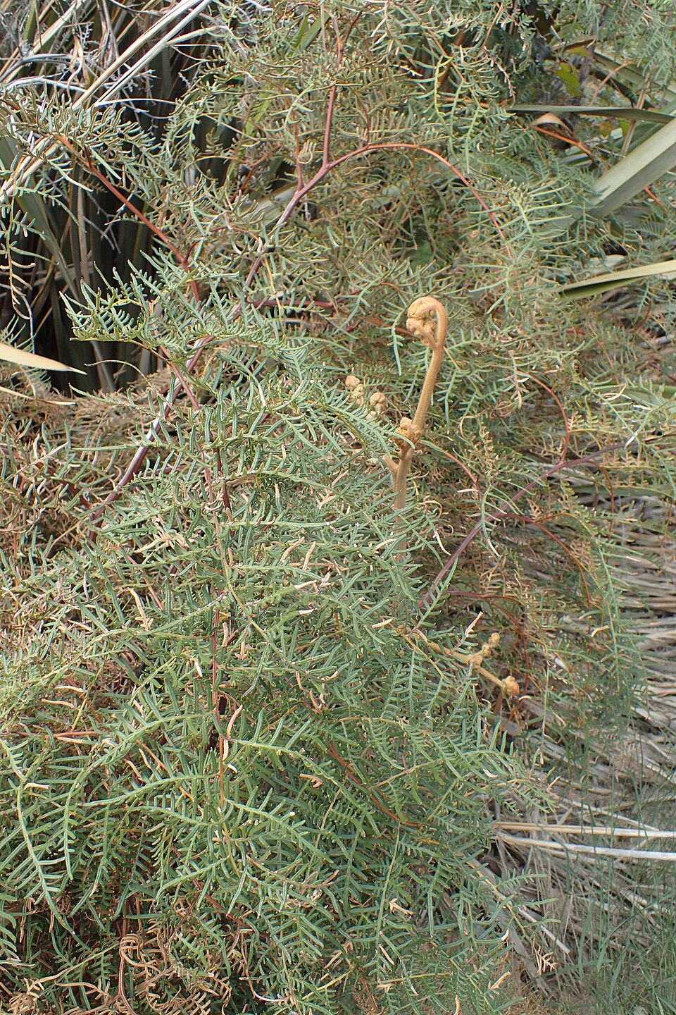 Pteridium esculentum (Austral Bracken) (alternate view 5)