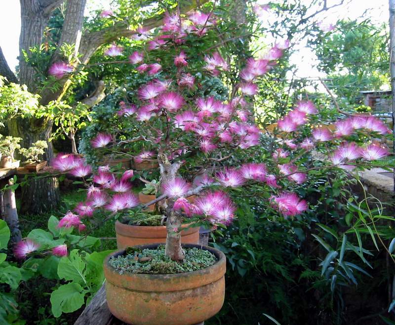 Calliandra eriophylla (pink fairy-duster)
