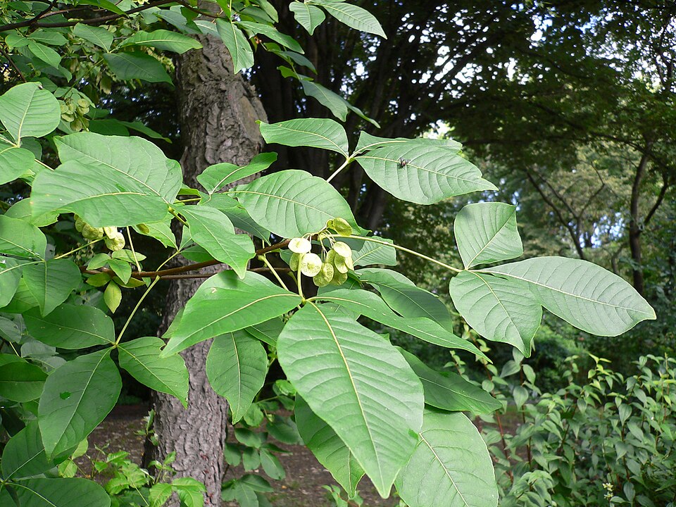 Ptelea trifoliata (common hoptree) (alternate view 6)