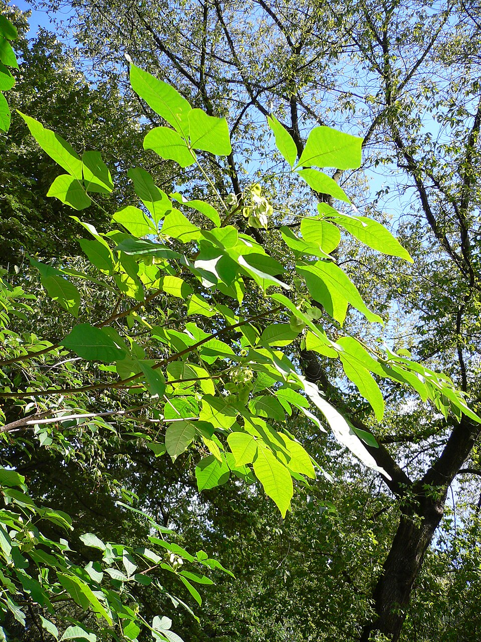 Ptelea trifoliata (common hoptree) (alternate view 7)
