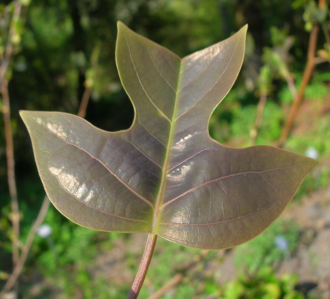 Liriodendron chinense, Chinese tulip tree — upright deciduous (Magnoliaceae) (image 1 of 8)