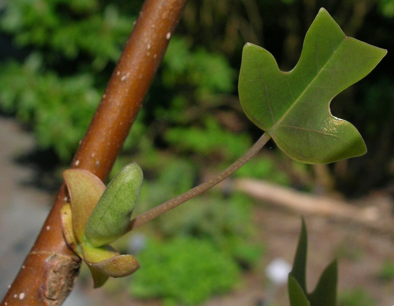 Liriodendron chinense, Chinese tulip tree — upright deciduous (Magnoliaceae) (image 2 of 8)