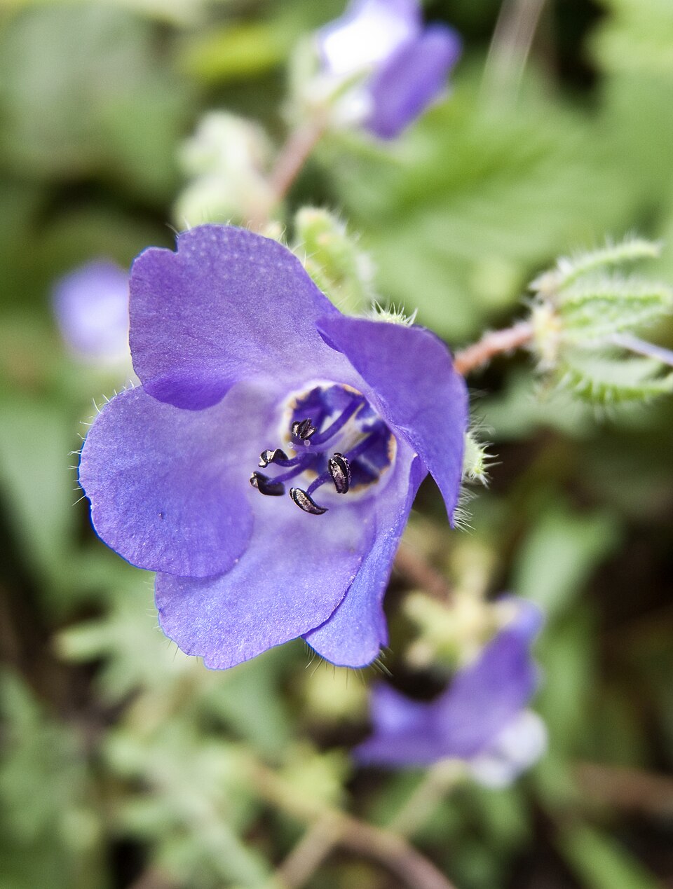 Pholistoma auritum (Fiesta Flower) (alternate view 8)