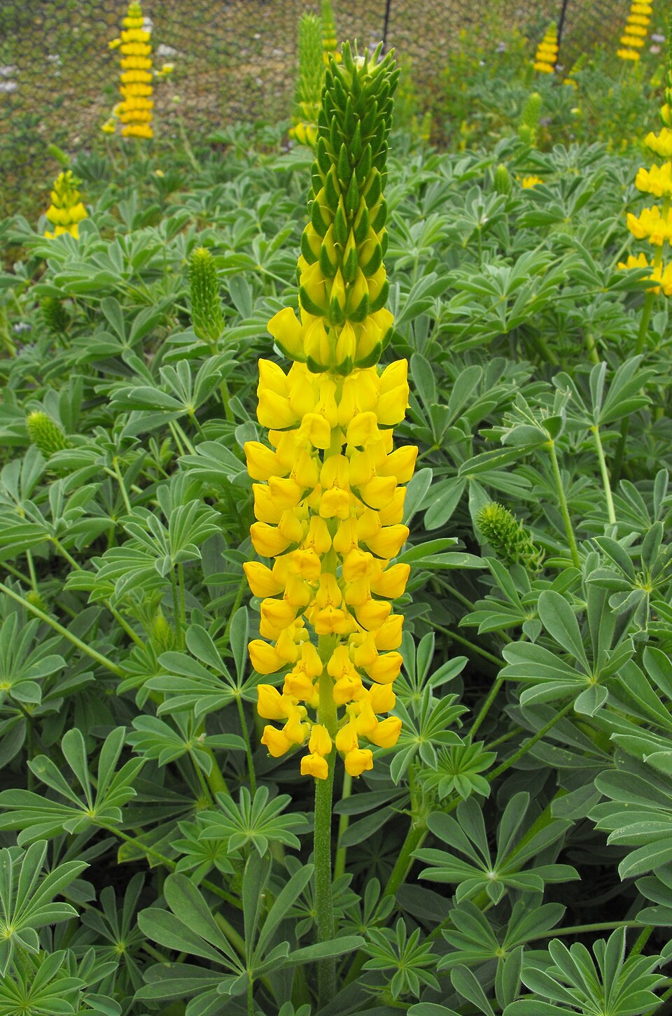 Lupinus microcarpus (chick lupine) (alternate view 6)