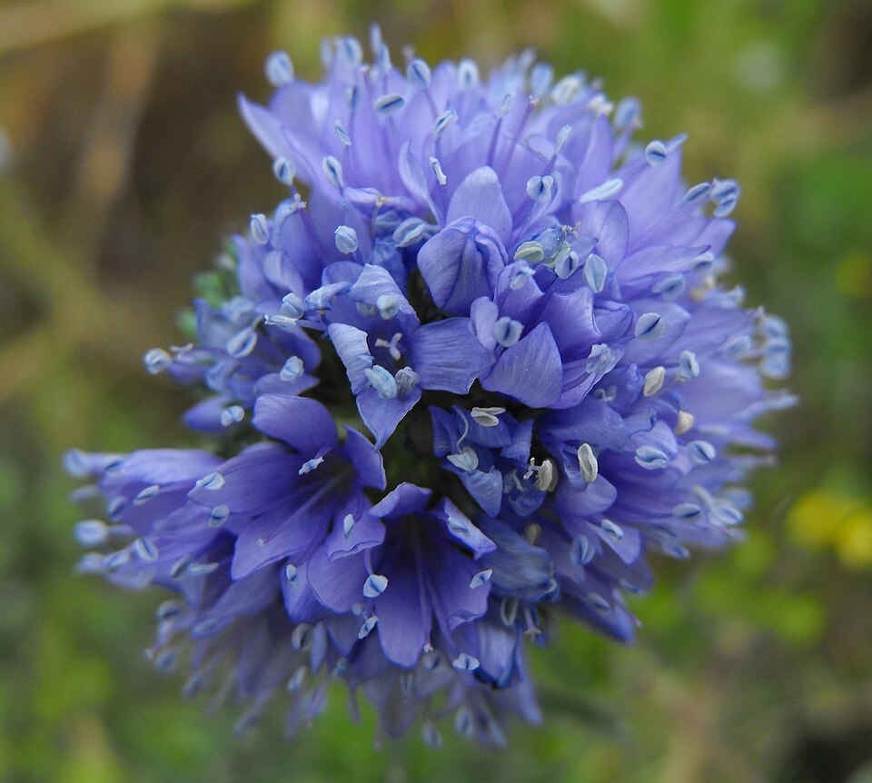 Gilia capitata (bluehead gilia) (alternate view 6)