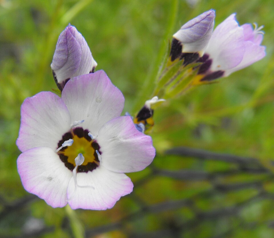 Gilia tricolor (bird's-eye gilia) (alternate view 7)