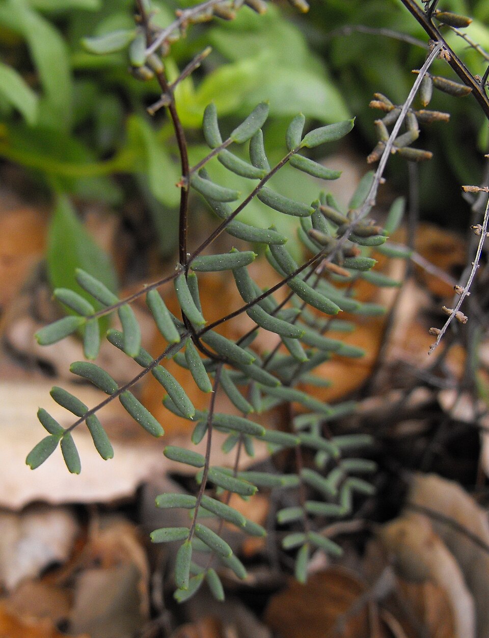 Pellaea mucronata (bird's foot cliffbrake) (alternate view 8)