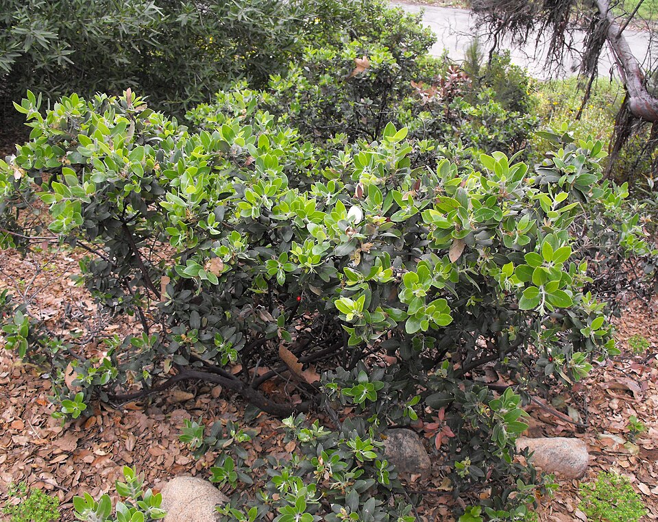 Arctostaphylos columbiana (hairy manzanita) (alternate view 5)