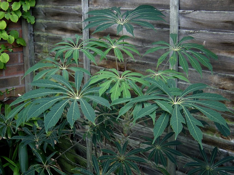Schefflera taiwaniana