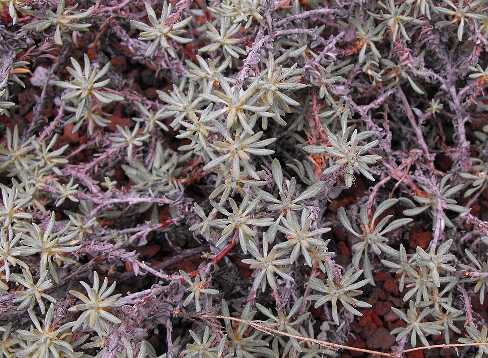 Eriogonum wrightii (Wright's buckwheat) (alternate view 5)