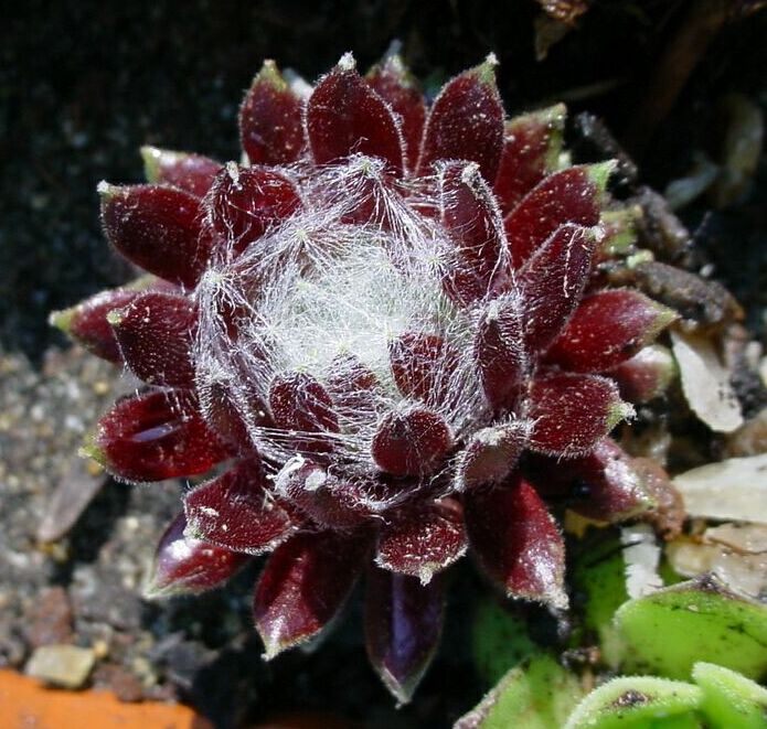 Sempervivum arachnoideum (cobweb houseleek) (alternate view 8)