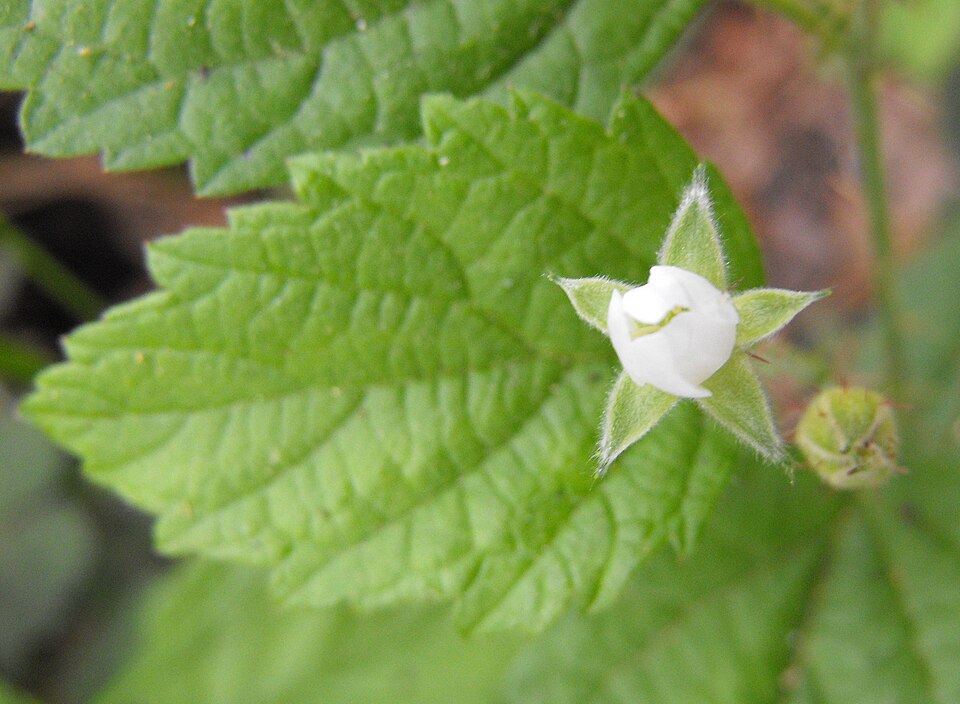 Rubus leucodermis (Blackcap Raspberry) (alternate view 6)