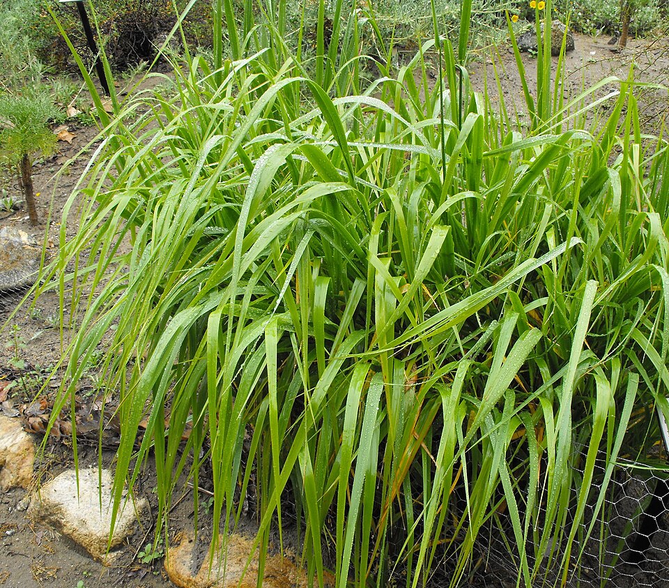 Leymus condensatus (giant wild rye) (alternate view 8)