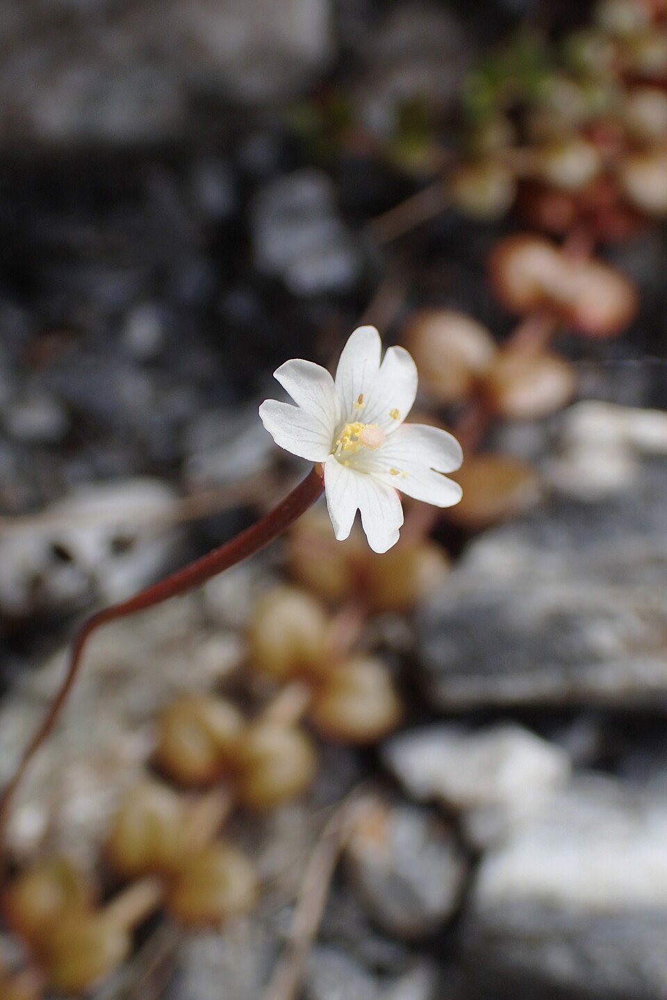 Epilobium brunnescens (New Zealand Willowherb)