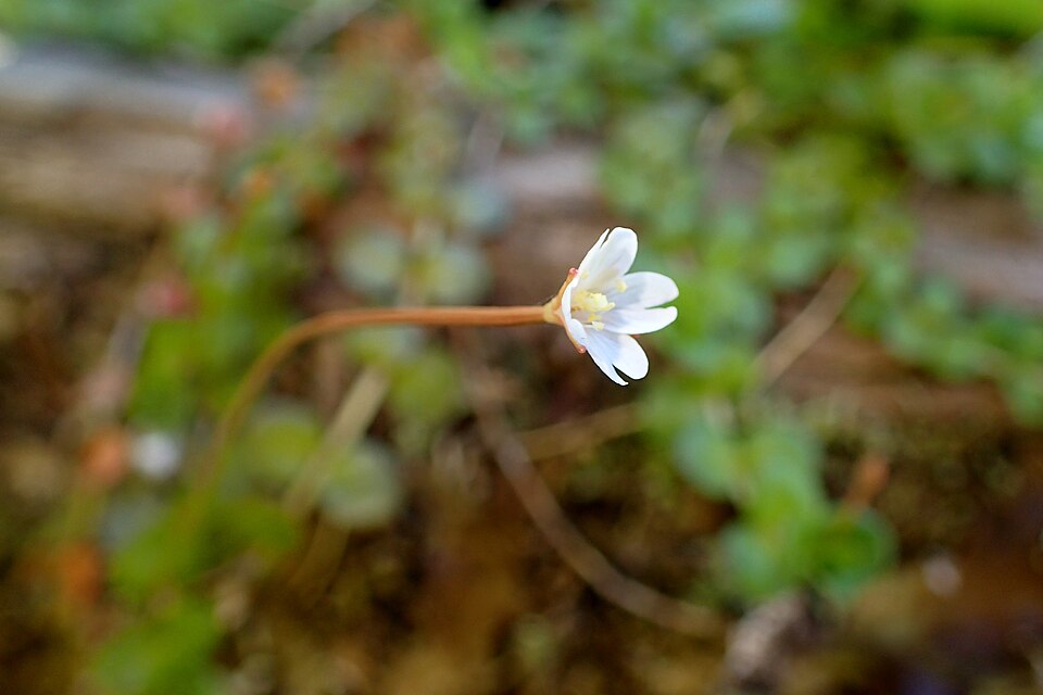 Epilobium brunnescens (New Zealand Willowherb)