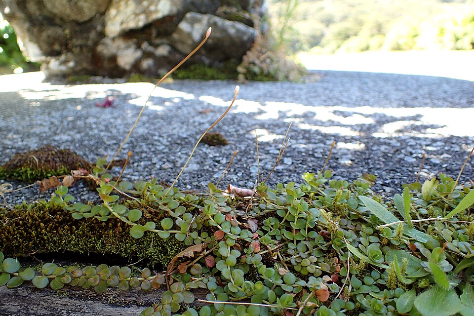 Epilobium brunnescens (New Zealand Willowherb)