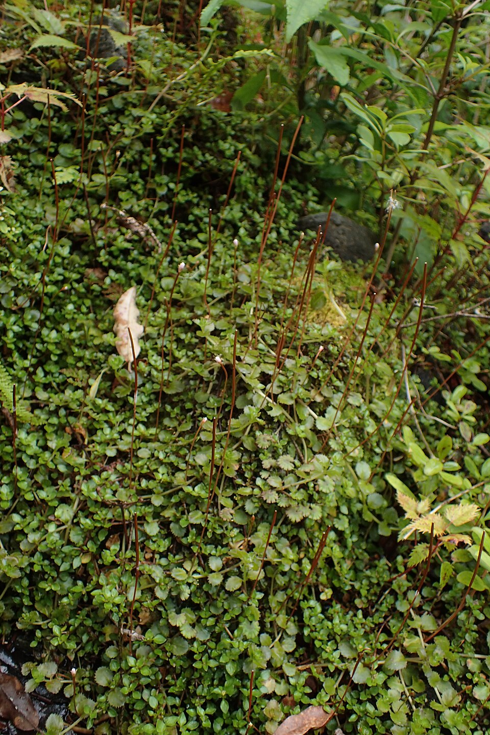 Epilobium brunnescens (New Zealand Willowherb)