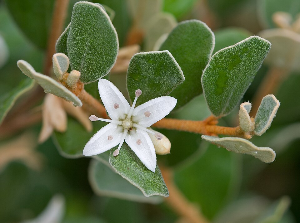 Correa alba (White Correa) (alternate view 8)