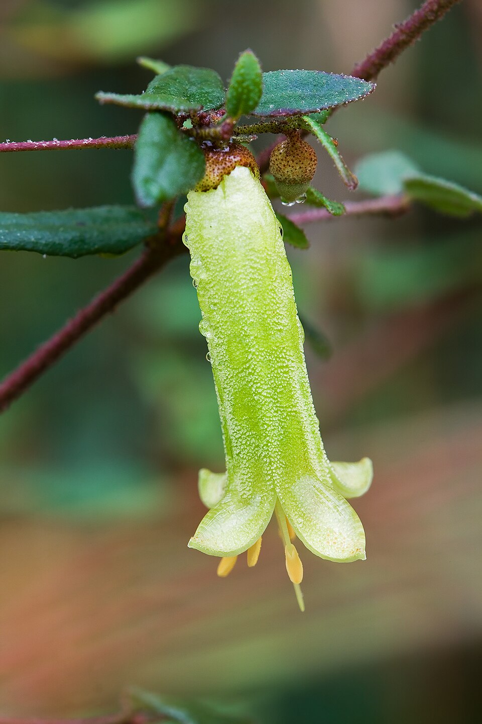 Correa reflexa (Common Correa) (alternate view 3)