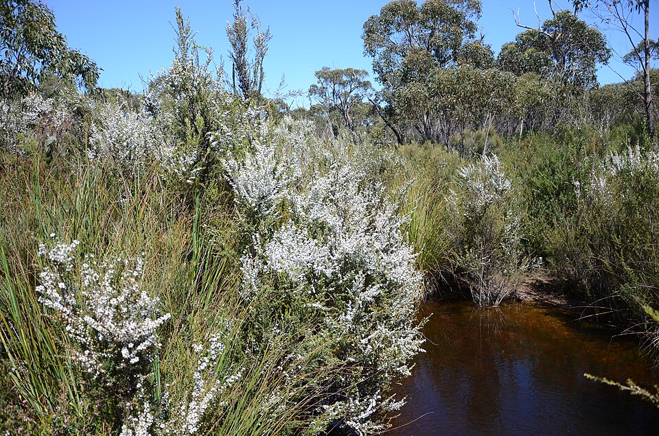 Leptospermum continentale (prickly tea-tree) (alternate view 2)