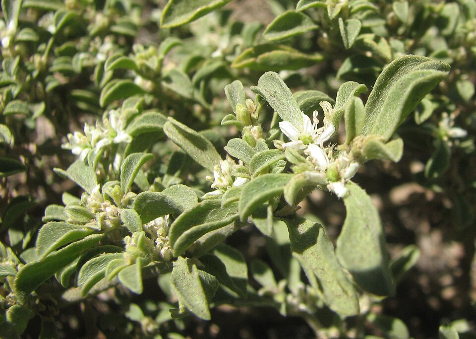 Aizoon pubescens (Coastal Galenia) (alternate view 6)